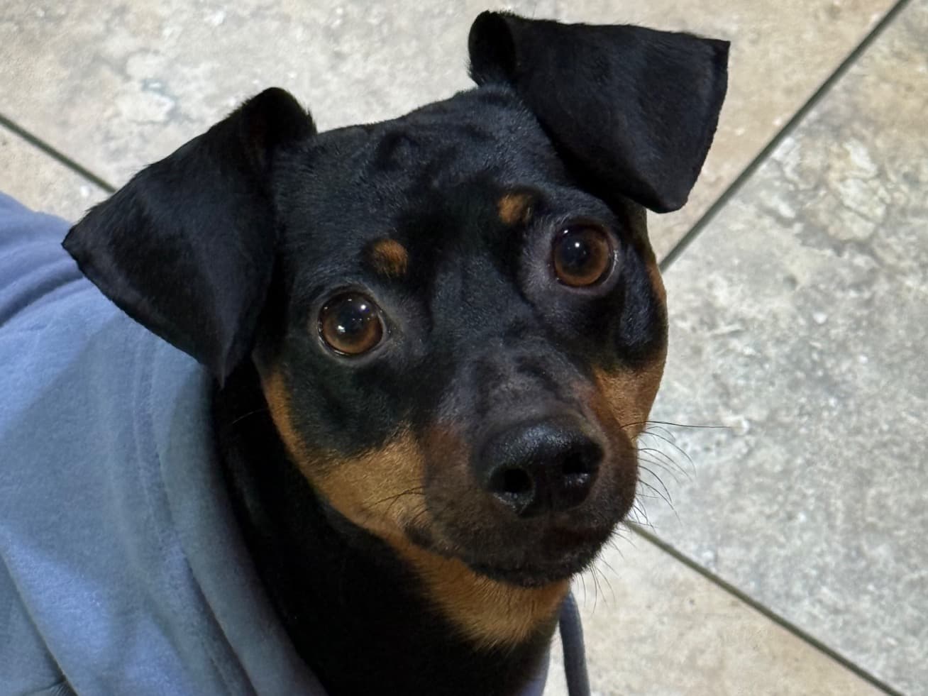 Doberman 4 years 4 months old male small named Chico for breeding in Lake Forest, California | Petmeetly