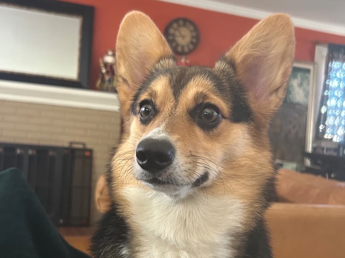 Corgi 2 years old female small named Iggy for breeding in Manassas, Virginia | Petmeetly