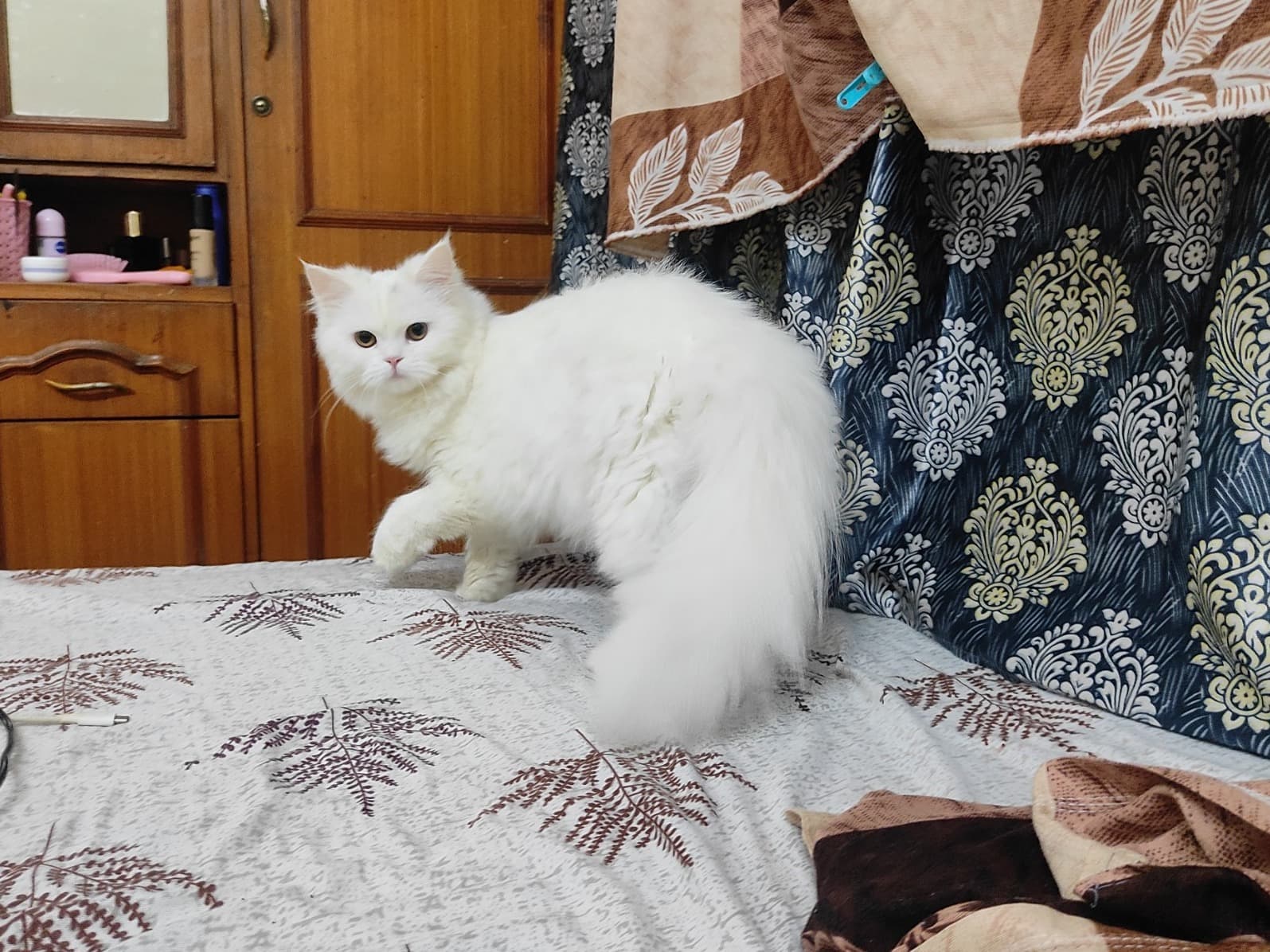 Turkish Angora 1 year old female named Foina for breeding in Bengaluru, Karnataka | Petmeetly