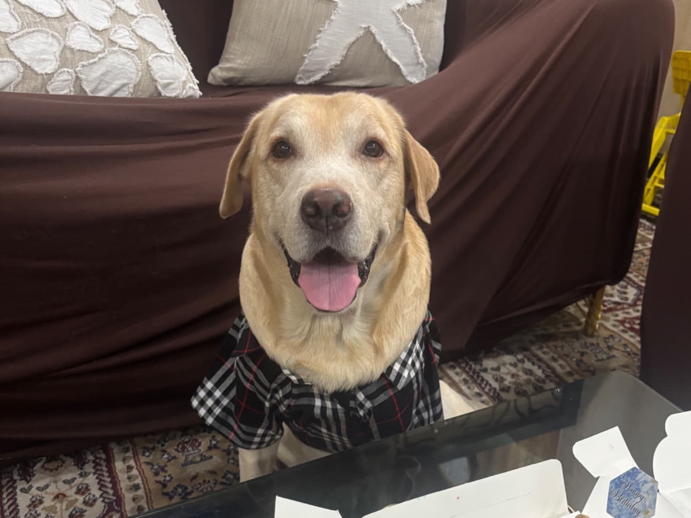 Labrador Retriever 6 years old male medium named Marshal for breeding in New Delhi, Delhi | Petmeetly