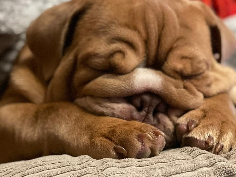 Bulldog 4 years 8 months old male large named Chester for breeding in Snodland, England | Petmeetly