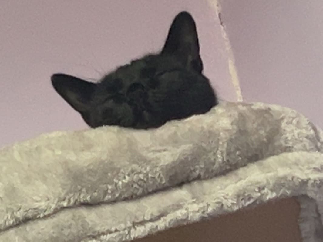 Persian 1 year 11 months old female named Shadow for breeding in Coventry, England | Petmeetly