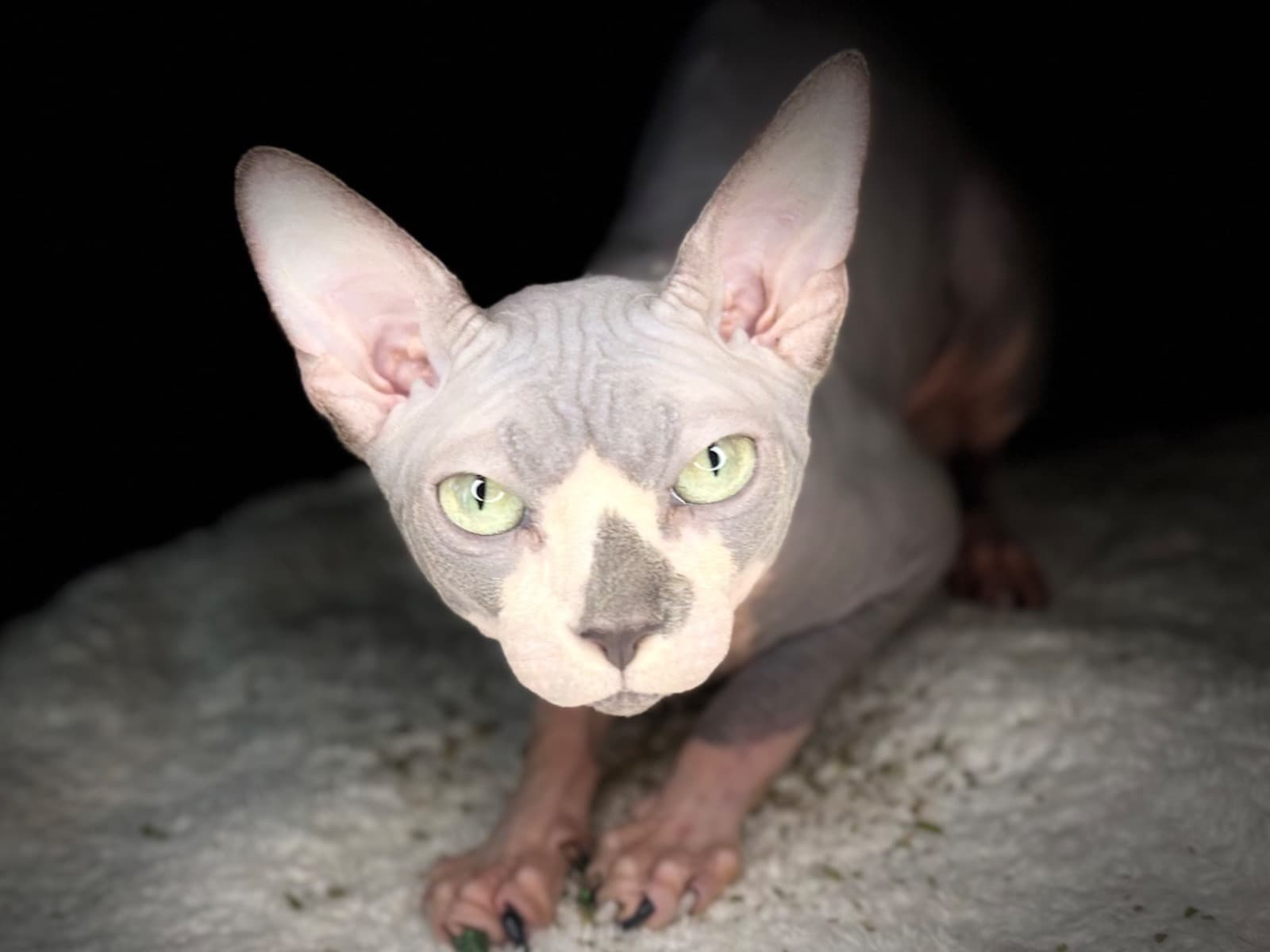 Sphynx 2 years old male named Runtz for breeding in Miami Beach, Florida | Petmeetly