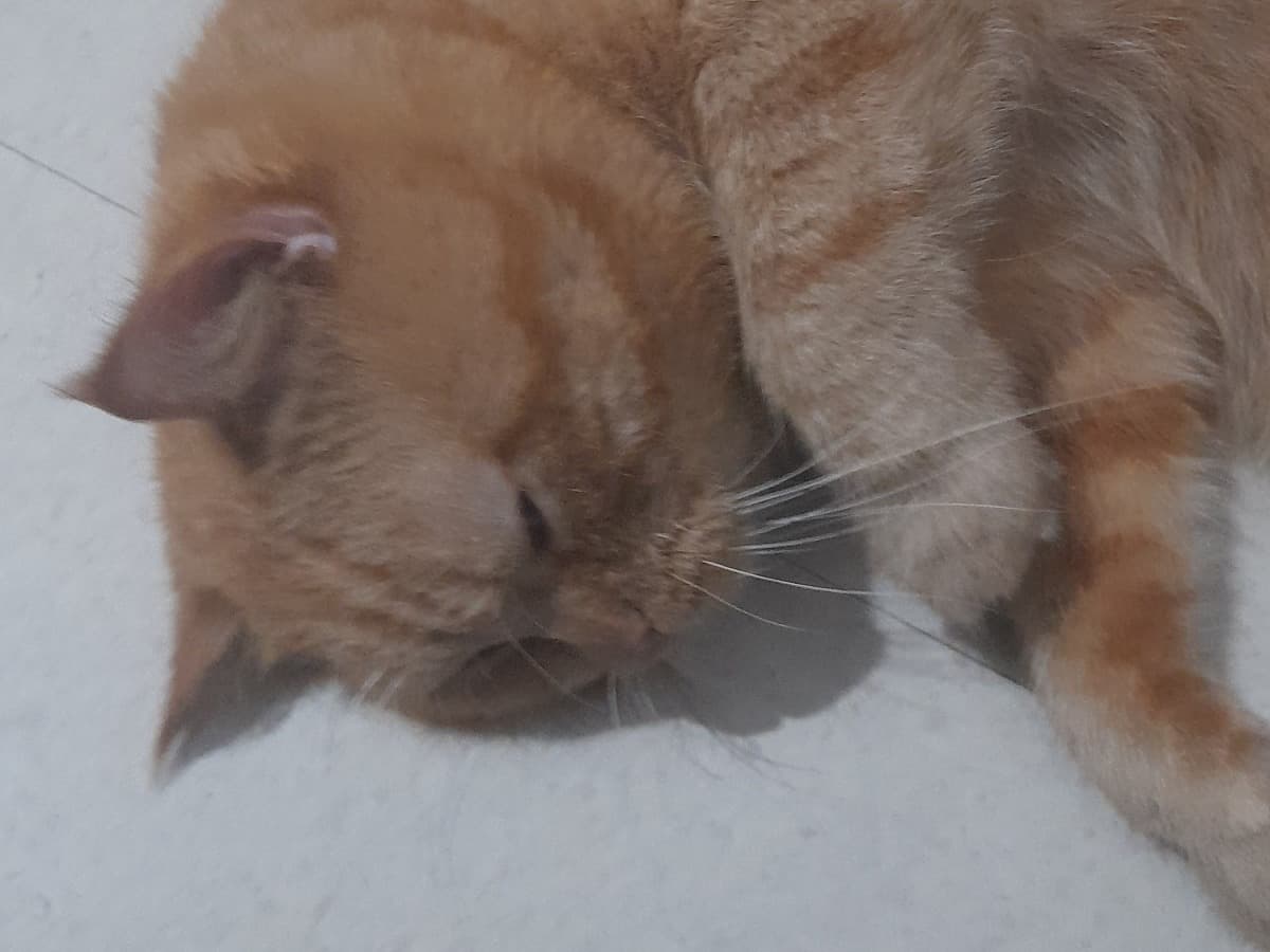 Persian 2 years old male named Appu for breeding in Bengaluru, Karnataka | Petmeetly