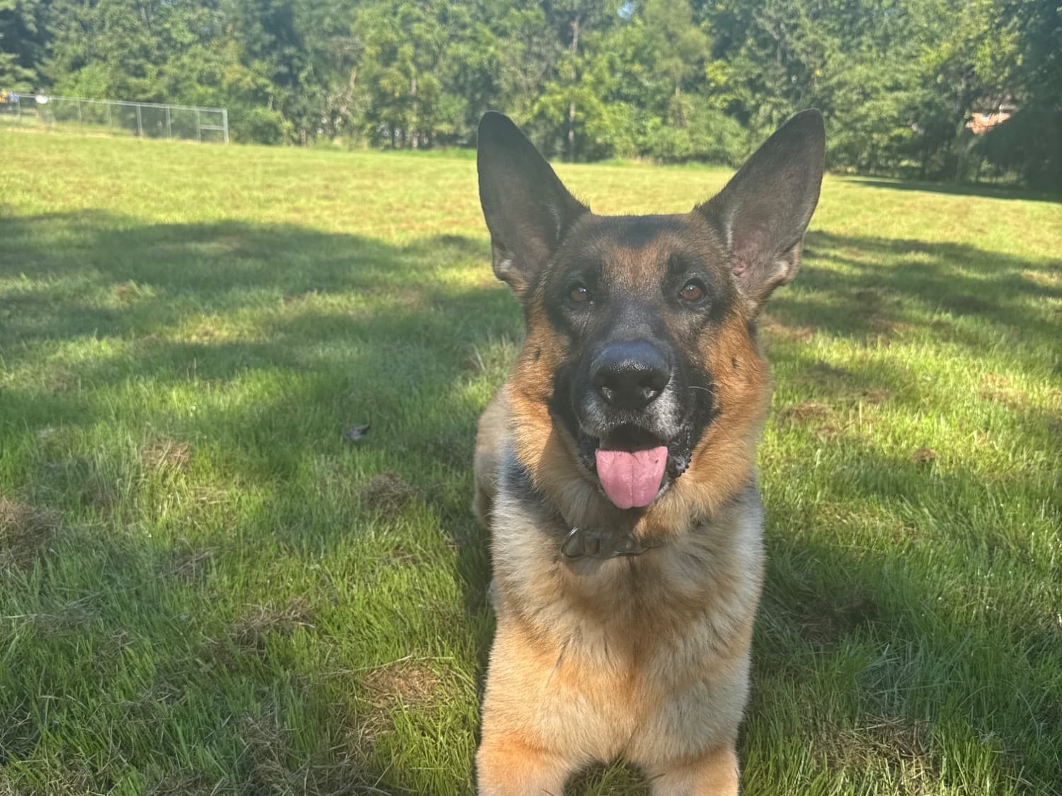 German Shepherd 6 years old male extra large named Charlie for breeding in Clarksburg, Maryland | Petmeetly