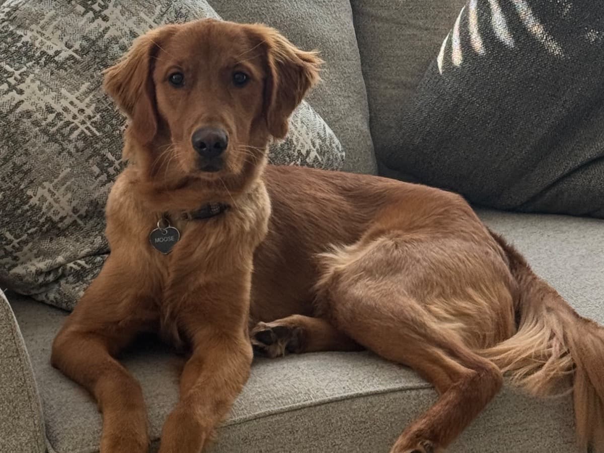 Golden Retriever 1 year old male large named Moose for breeding in Madera, California | Petmeetly