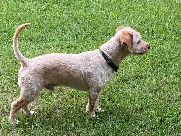 Cavapoo (Cavadoodle) 6 years 5 months old male medium named Tobi for breeding in Chesterfield, Missouri | Petmeetly