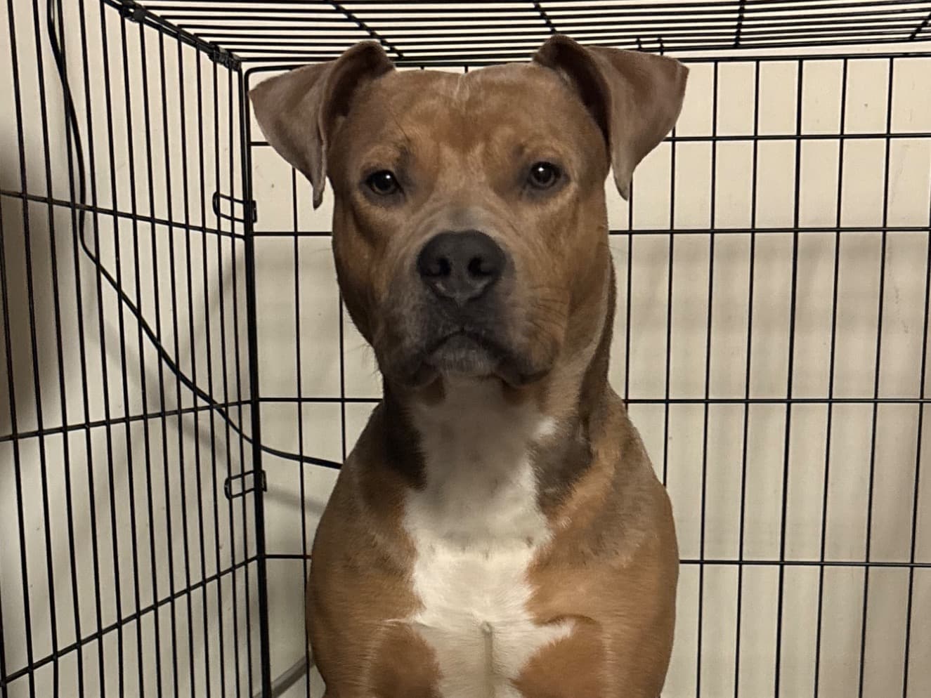 Blue nose Pitbull 1 year 1 month old male large named Drako for breeding in Washington, District of Columbia | Petmeetly