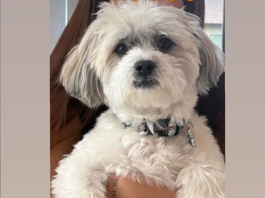 Maltese 5 years old male medium named Toby for breeding in Zephyrhills, Florida | Petmeetly