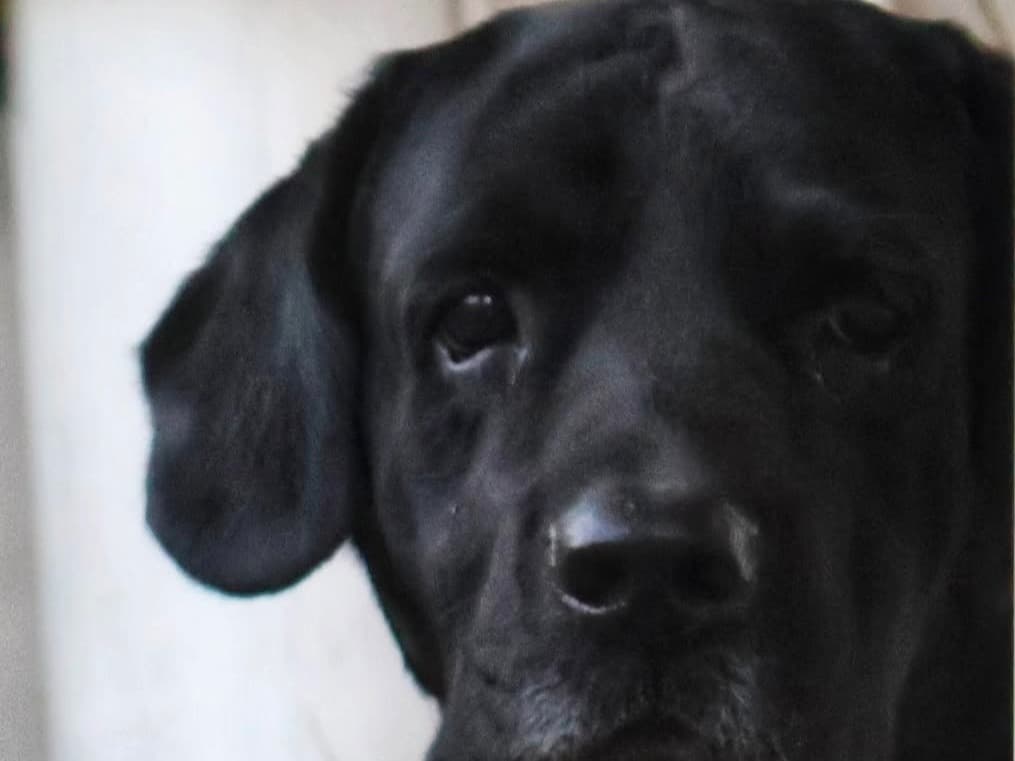 English Labrador Retriever 6 years old male medium named Romeo for breeding in Dehradun, Uttarakhand | Petmeetly