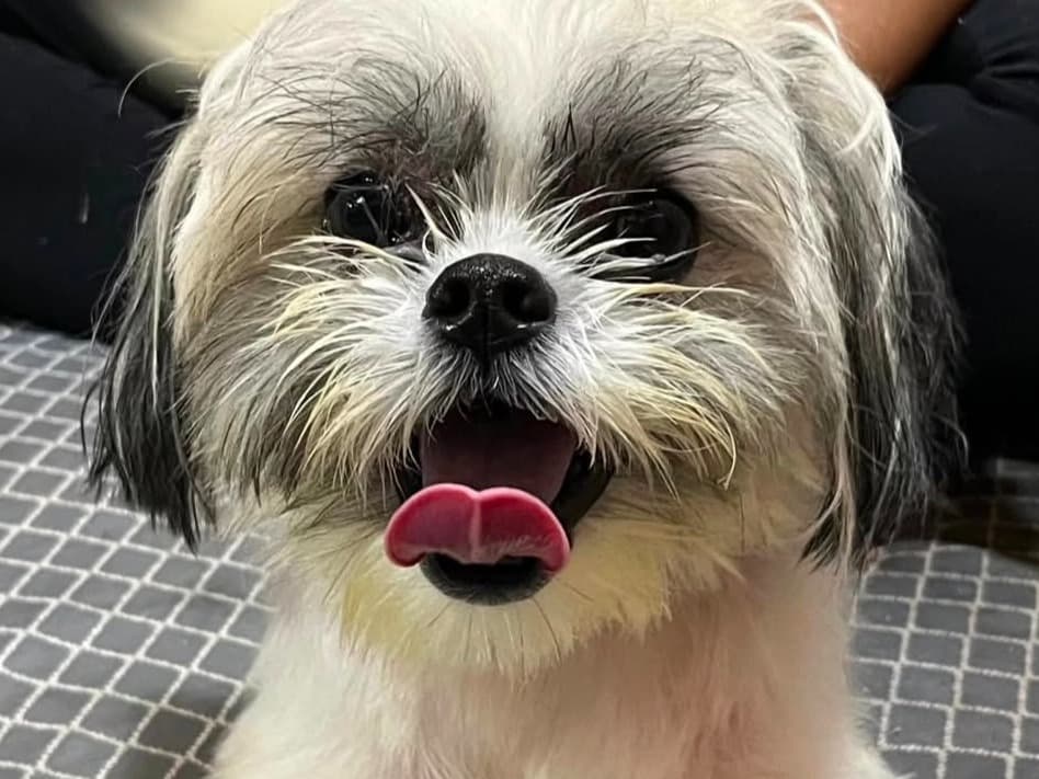 Shih Tzu 1 year 8 months old female small named Gauri for breeding in Agasan, Maharashtra | Petmeetly