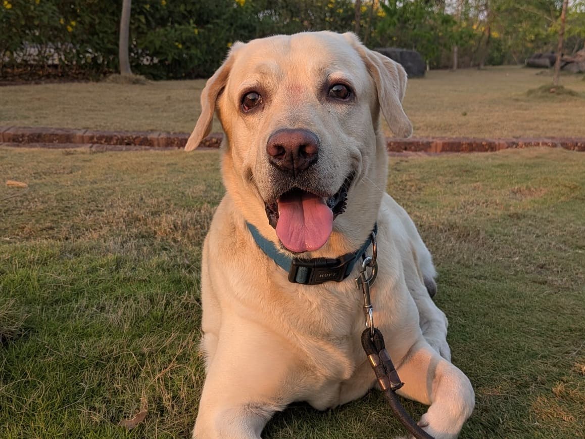 English Labrador Retriever 5 years old male large named Andy for breeding in Thane, Maharashtra | Petmeetly