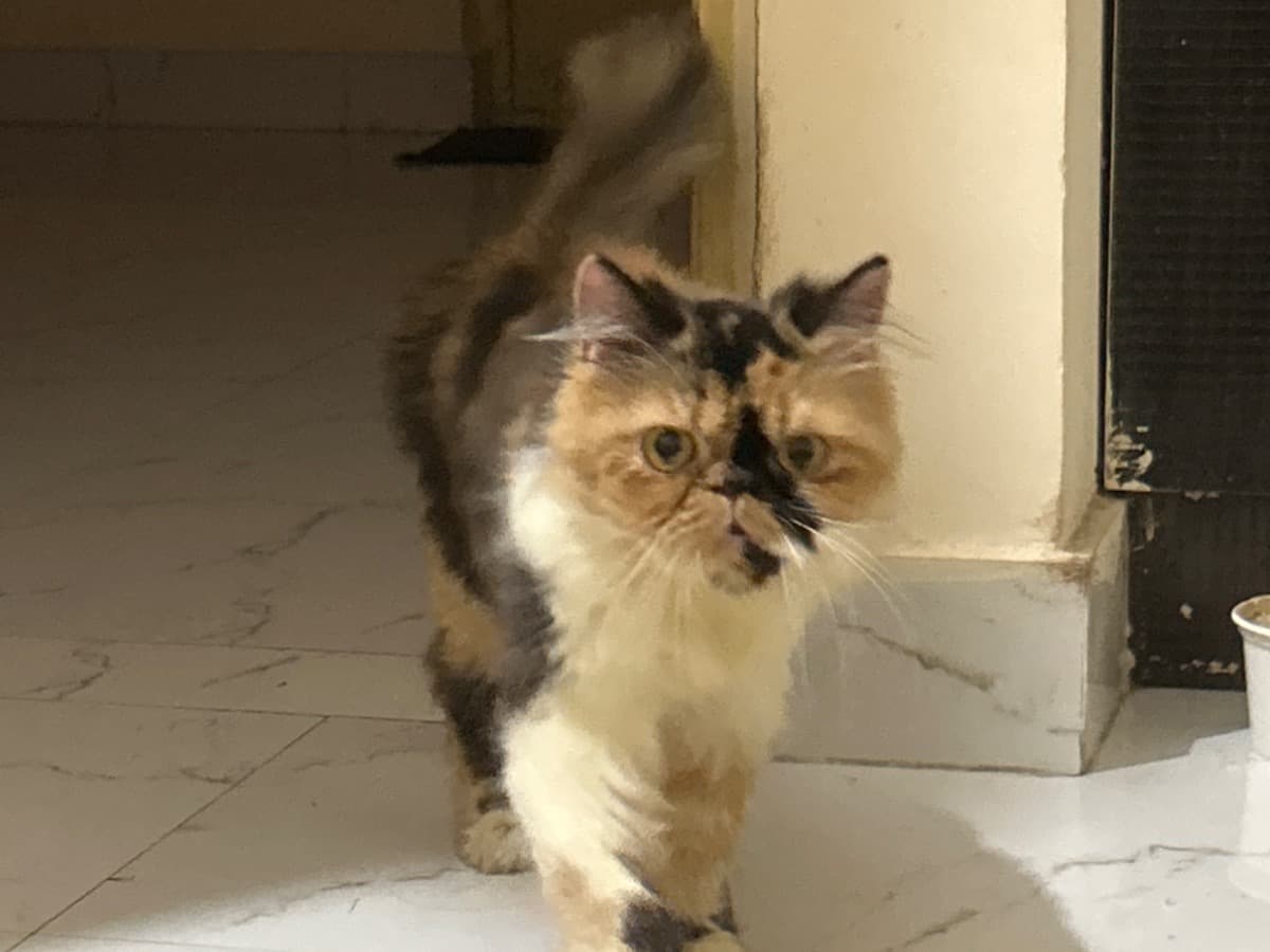 Persian 12 years 11 months old female named meera for breeding in Bengaluru, Karnataka | Petmeetly