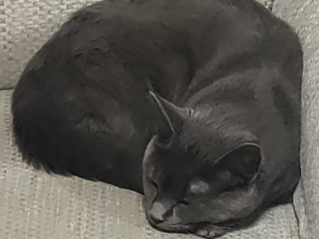 Maine Coon 1 year old female named shadow for breeding in Hemel Hempstead, England | Petmeetly