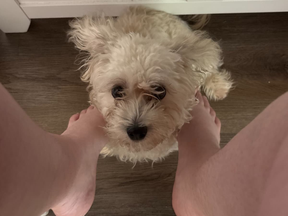 Bichon Frise 1 year old male small named Nugget for breeding in Springfield, Massachusetts | Petmeetly