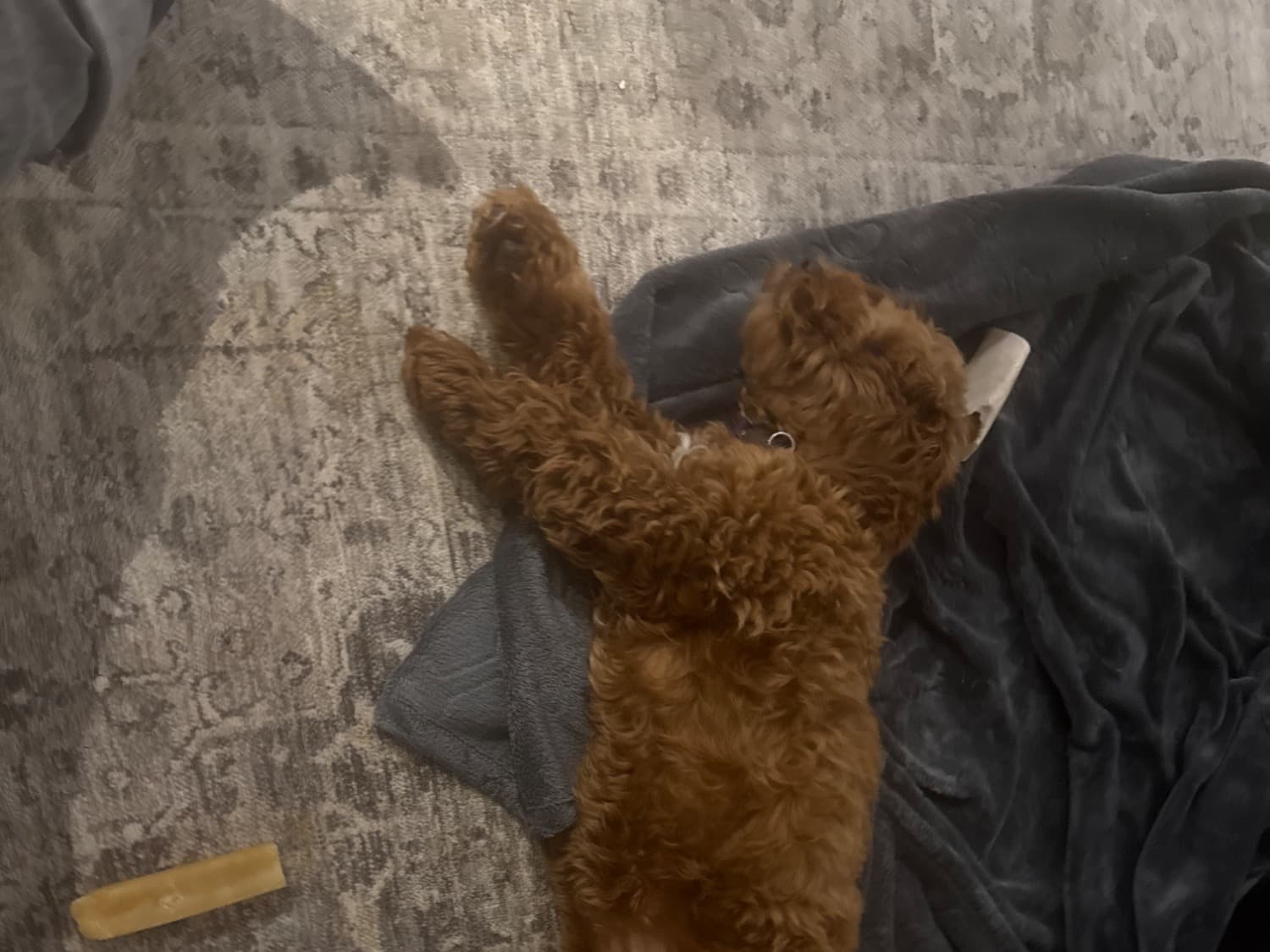 Cocker Spaniel 1 year old female small named lottie for breeding in Bushey, England | Petmeetly