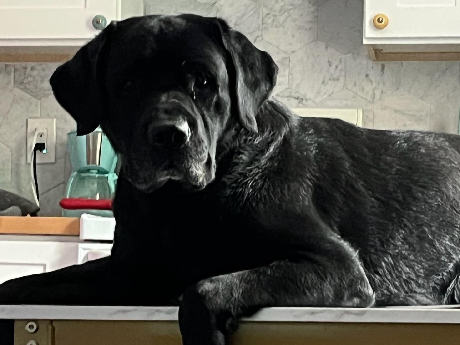 English Labrador Retriever 7 years 9 months old male large named blue for breeding in St. Petersburg, Florida | Petmeetly