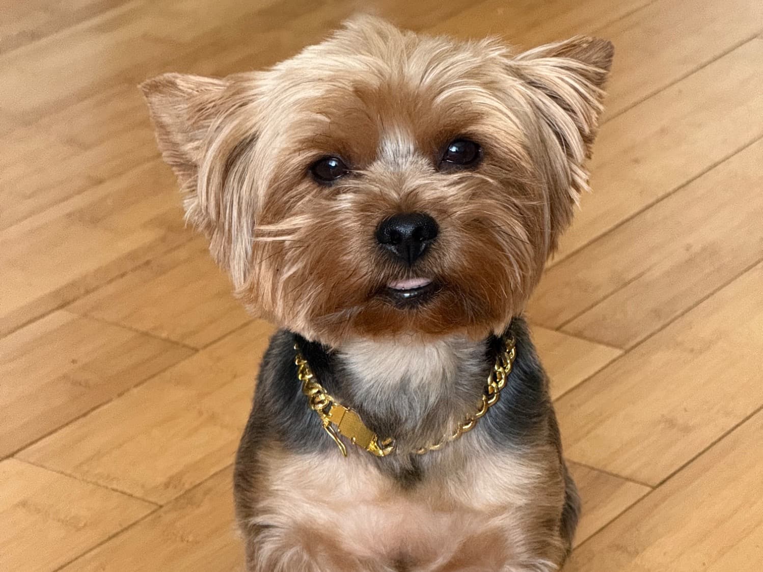 Yorkshire Terrier 4 years 8 months old male small named Pluto for breeding in Richmond, Virginia | Petmeetly