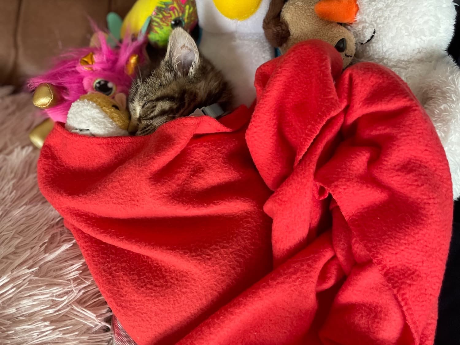 British Shorthair 1 year 5 months old female named Coco for breeding in Horley, England | Petmeetly