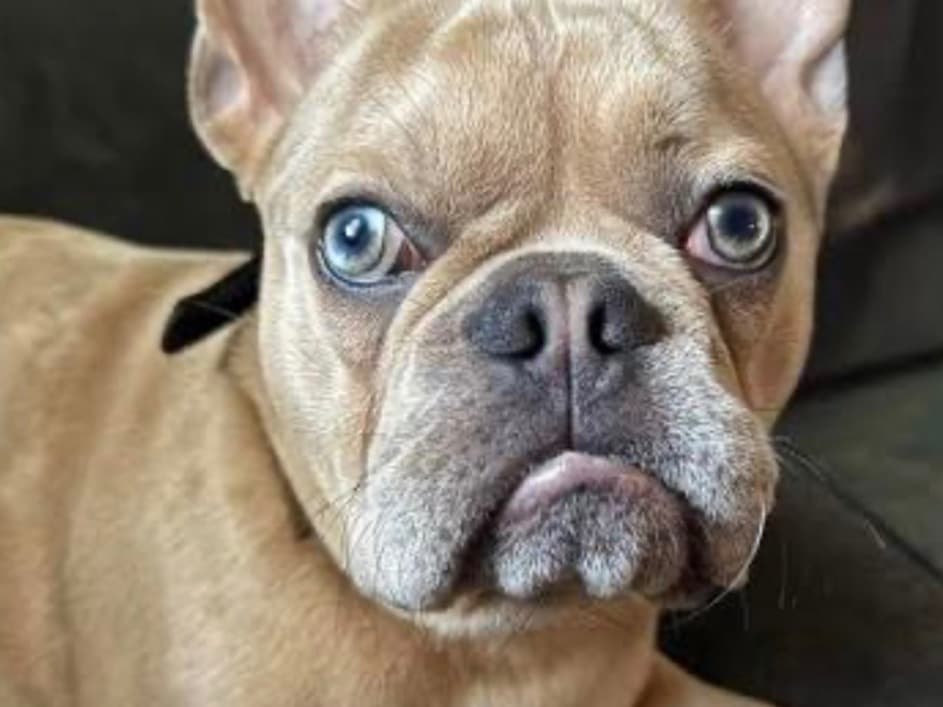 French Bulldog 3 years old female small named gg for breeding in Mount Vernon, Ohio | Petmeetly