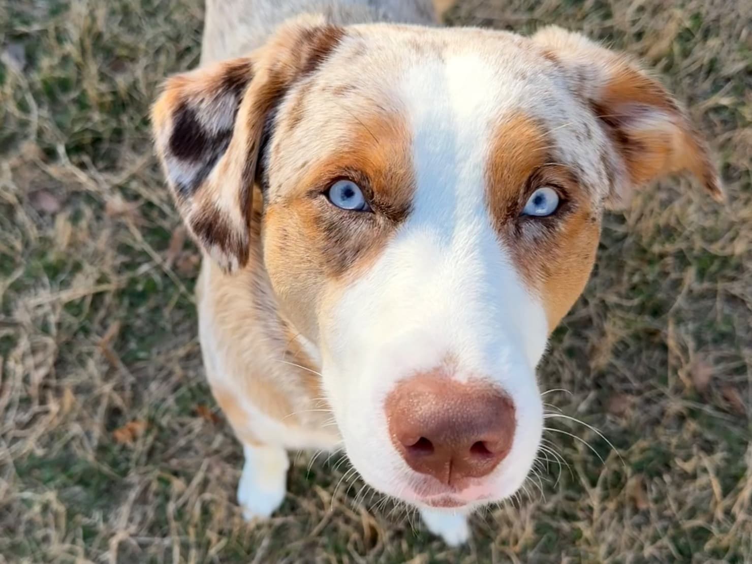 Australian Shepherd 1 year 1 month old male large named River for breeding in Sarasota, Florida | Petmeetly