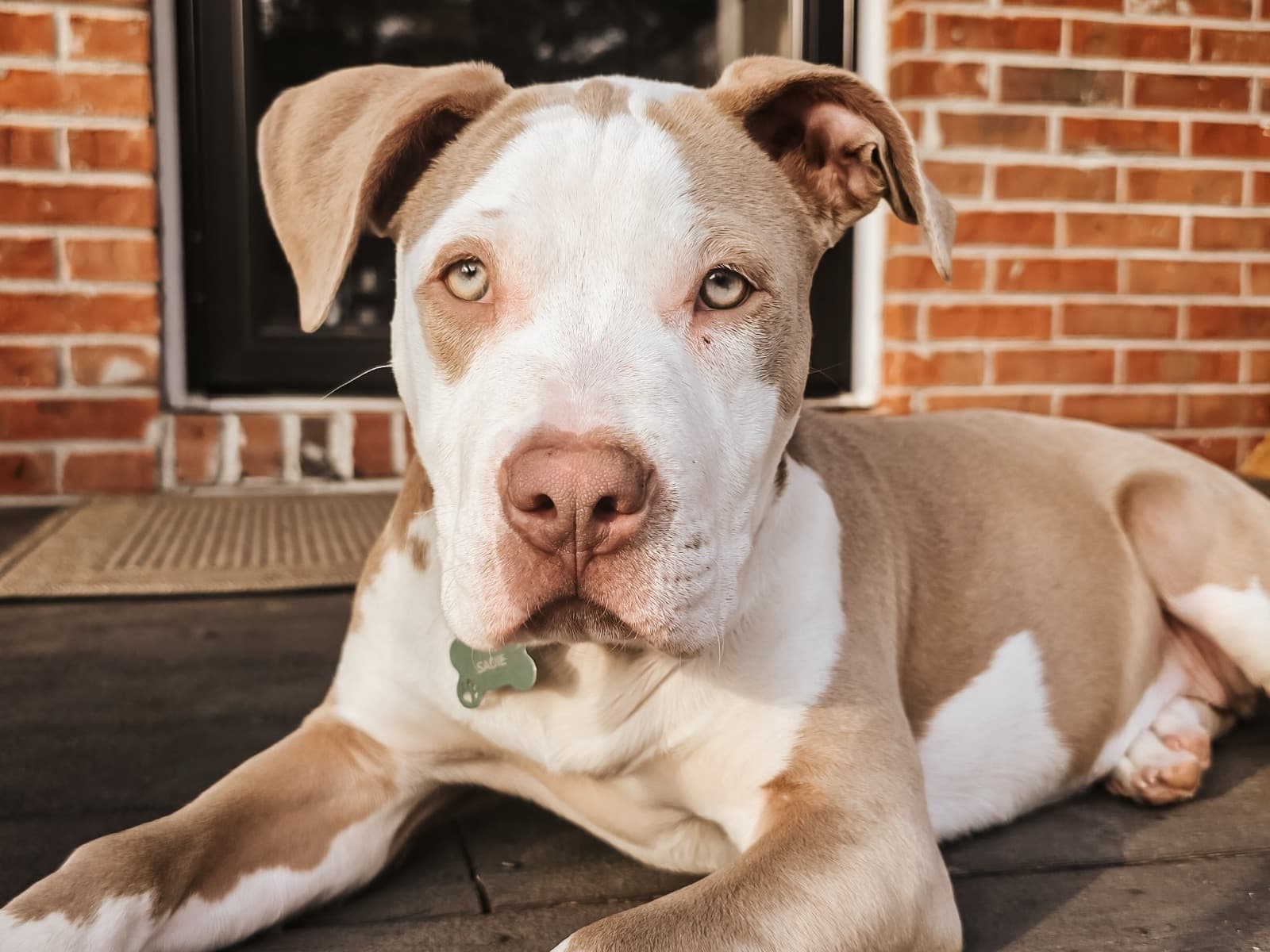 American Bully 1 year old female medium named Sadie for breeding in Stockbridge, Georgia | Petmeetly