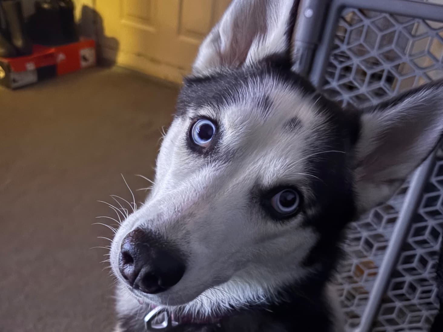 Siberian Husky 2 years 2 months old female medium named izzy for breeding in Philadelphia, Pennsylvania | Petmeetly