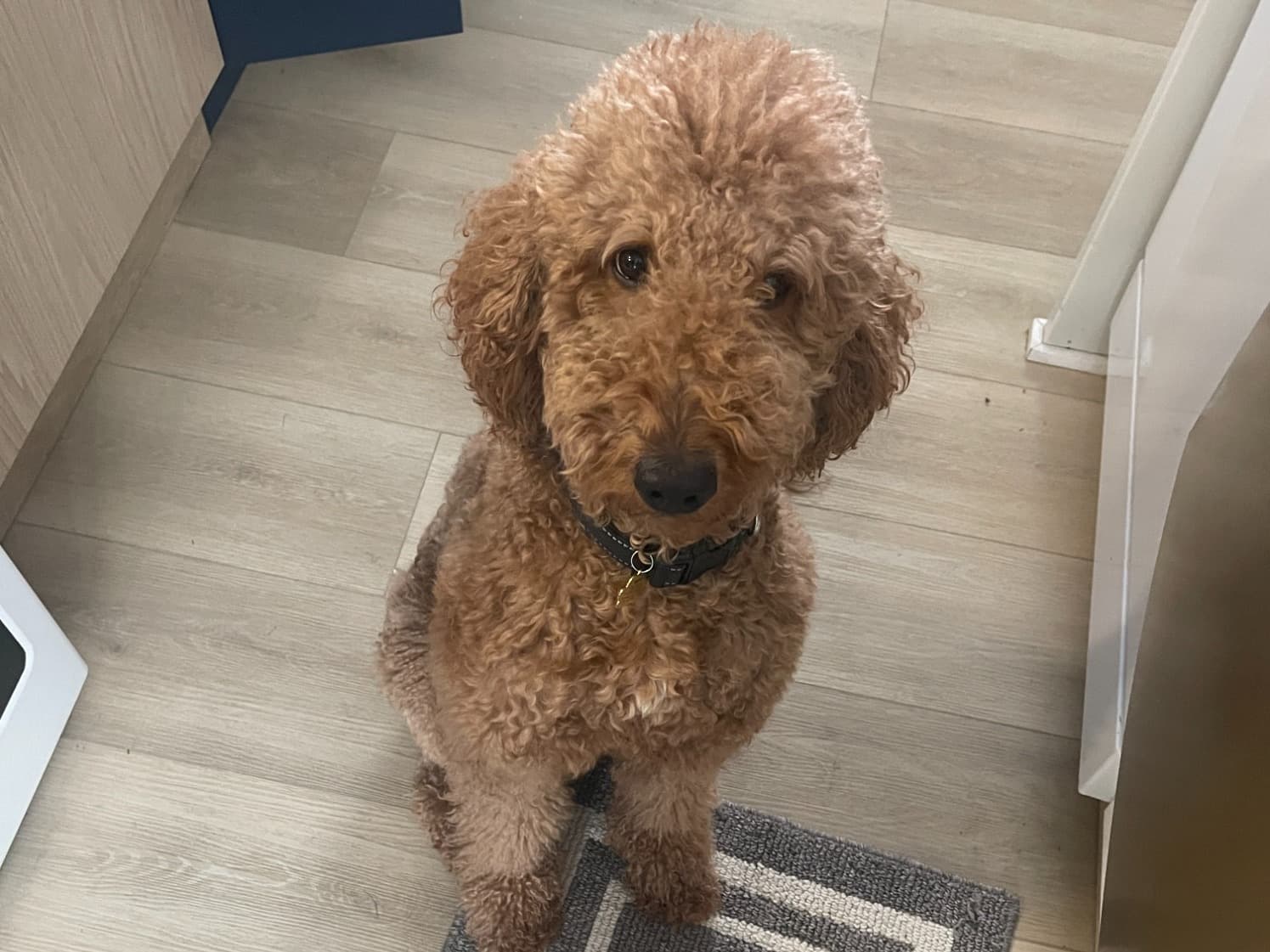 Poodle 4 years old male large named Gunnar for breeding in Philadelphia, Pennsylvania | Petmeetly