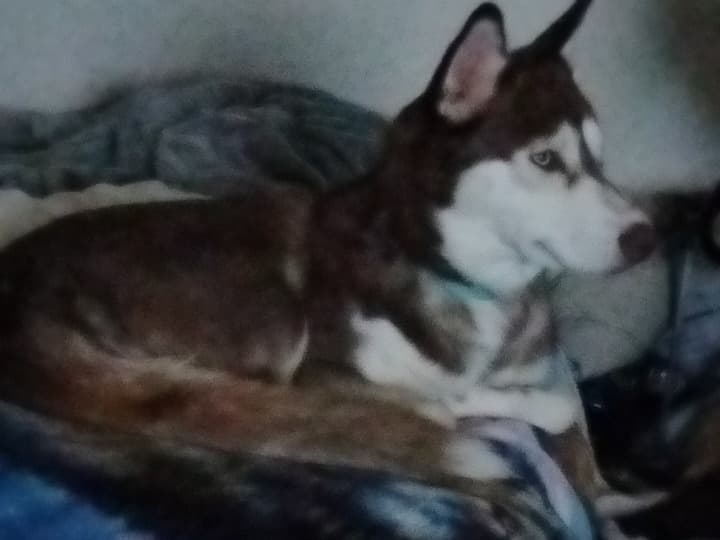 Siberian Husky 2 years old female medium named Atari for breeding in Proctorville, Ohio | Petmeetly