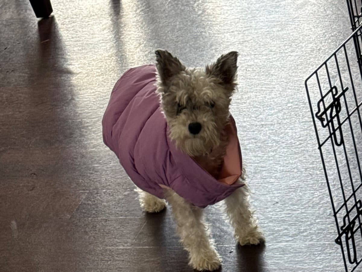 Miniature Schnauzer 2 years old female small named safari for breeding in Ripley, Tennessee | Petmeetly