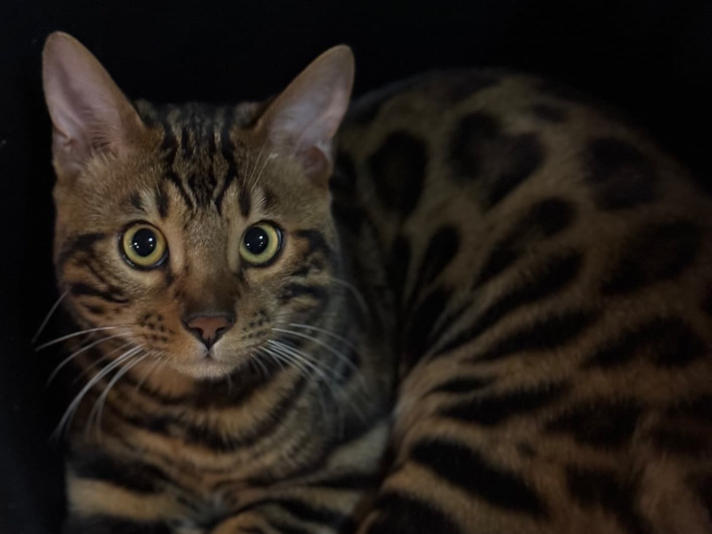 Bengal 1 year old male named Markize for breeding in Spokane, Washington | Petmeetly