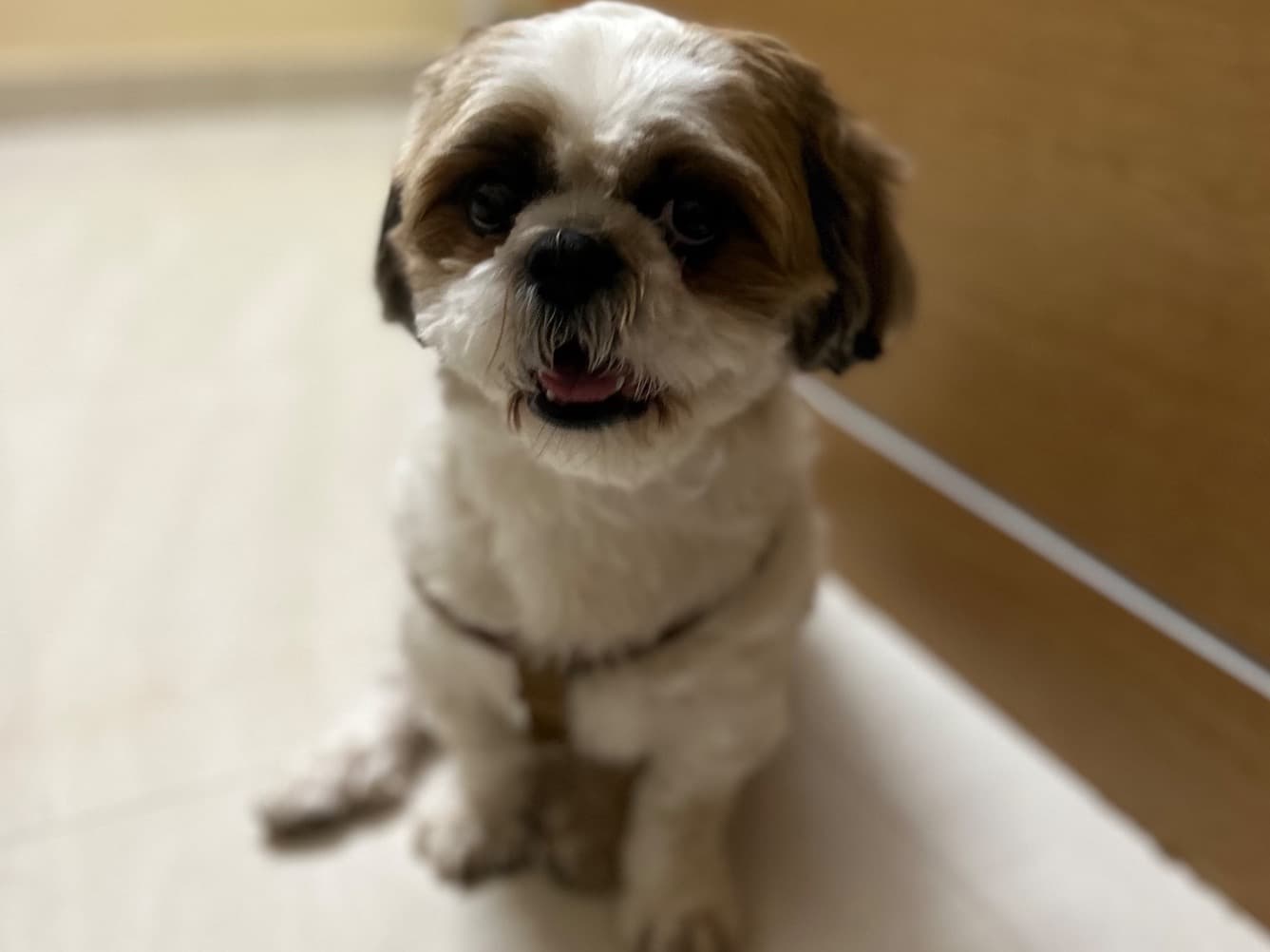 Shih Tzu 5 years 2 months old male medium named Sparky for breeding in Bengaluru, Karnataka | Petmeetly
