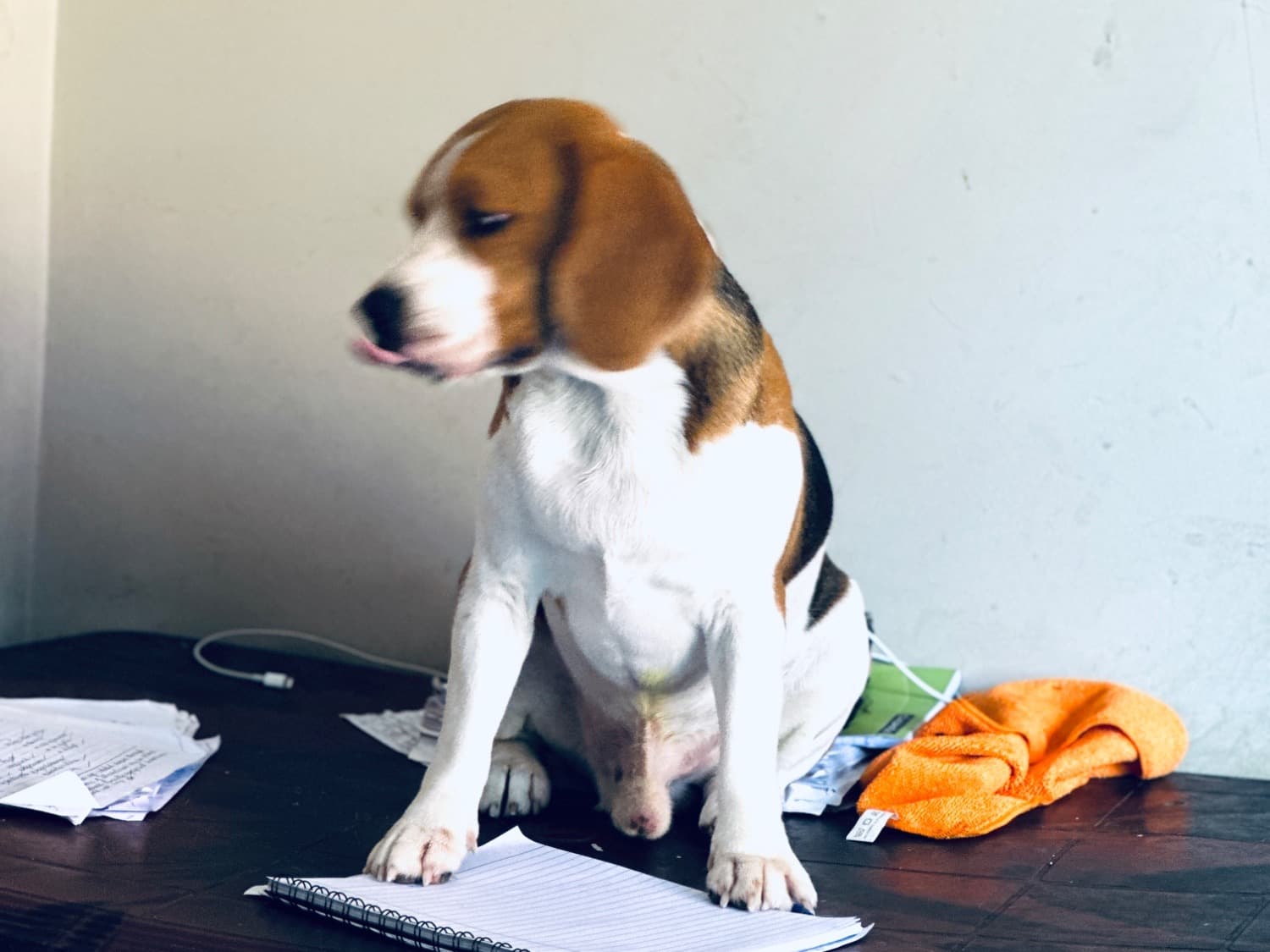 Beagle 3 years 6 months old male medium named Oscar for breeding in Bengaluru, Karnataka | Petmeetly