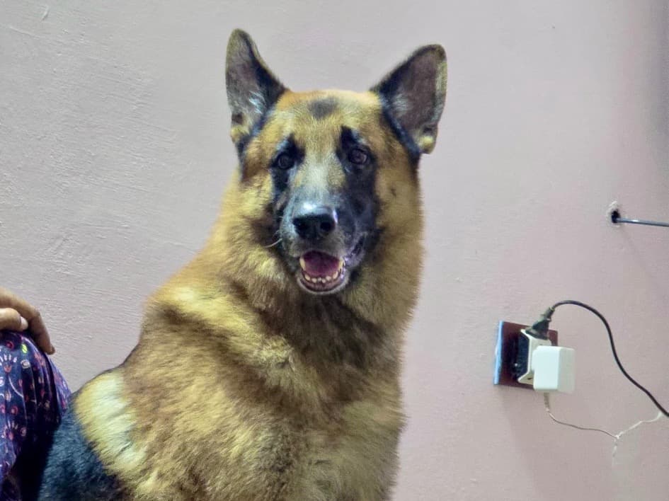 German Shepherd 7 years old male large named Rocky for breeding in Ambalapara - I, Kerala | Petmeetly