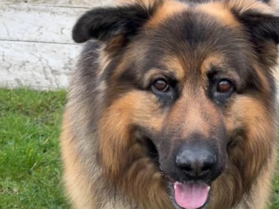 German Shepherd 5 years old male large named loki for breeding in Hayes, England | Petmeetly