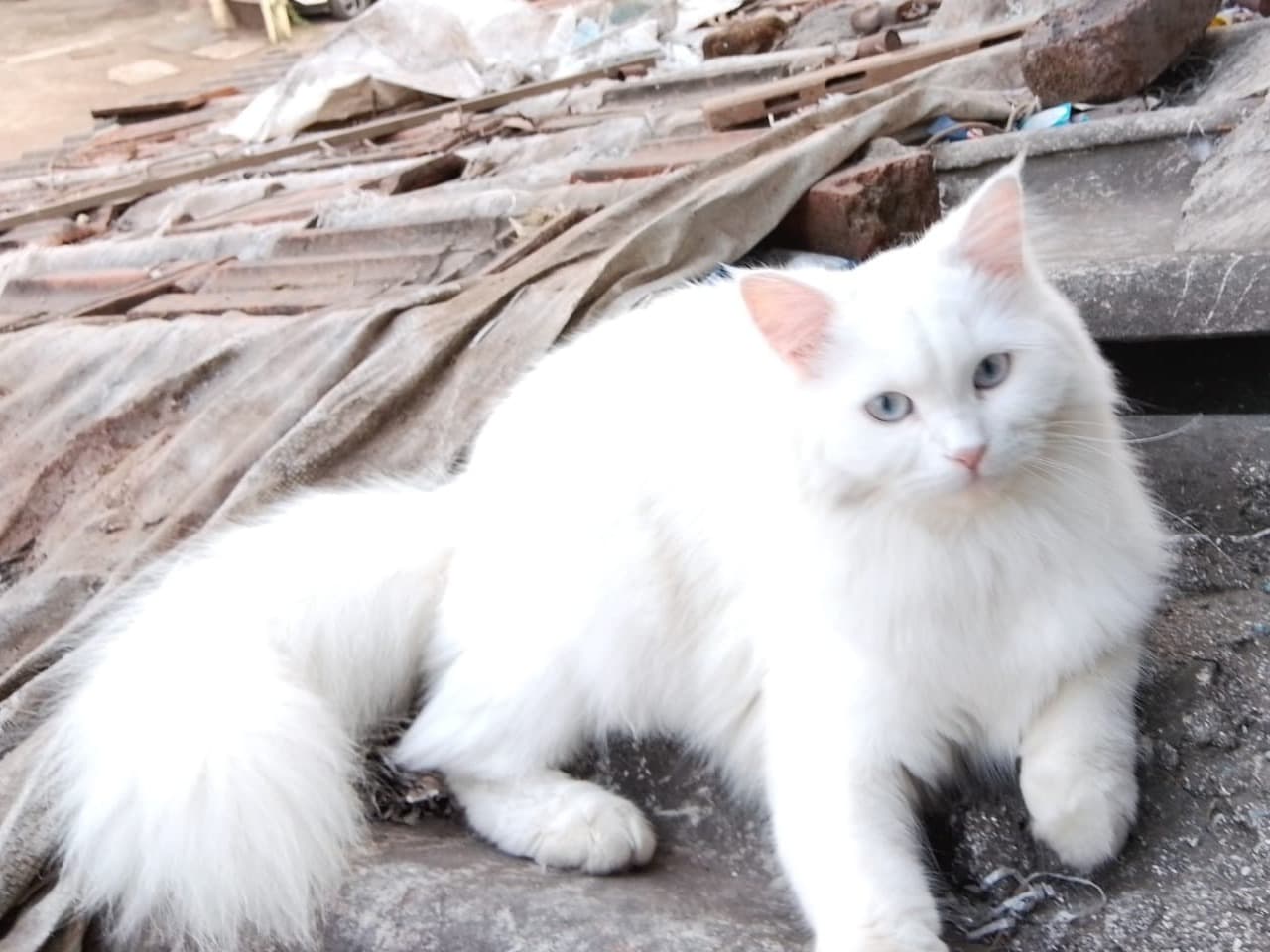 Persian 1 year old female named alina for breeding in Zafarabad, Uttar Pradesh | Petmeetly