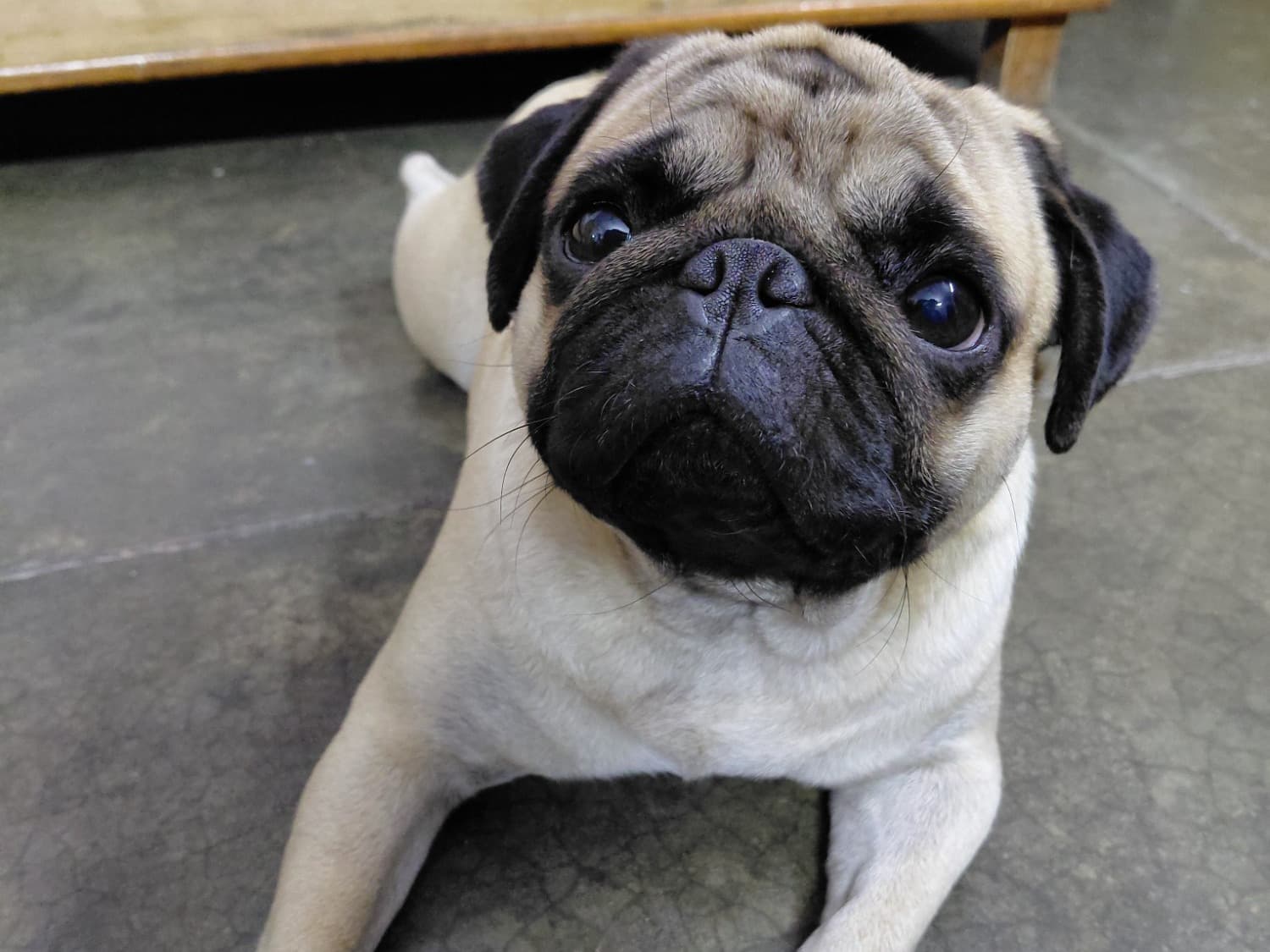 Pug 3 years 5 months old male medium named COOPER for breeding in Ghaziabad, Uttar Pradesh | Petmeetly