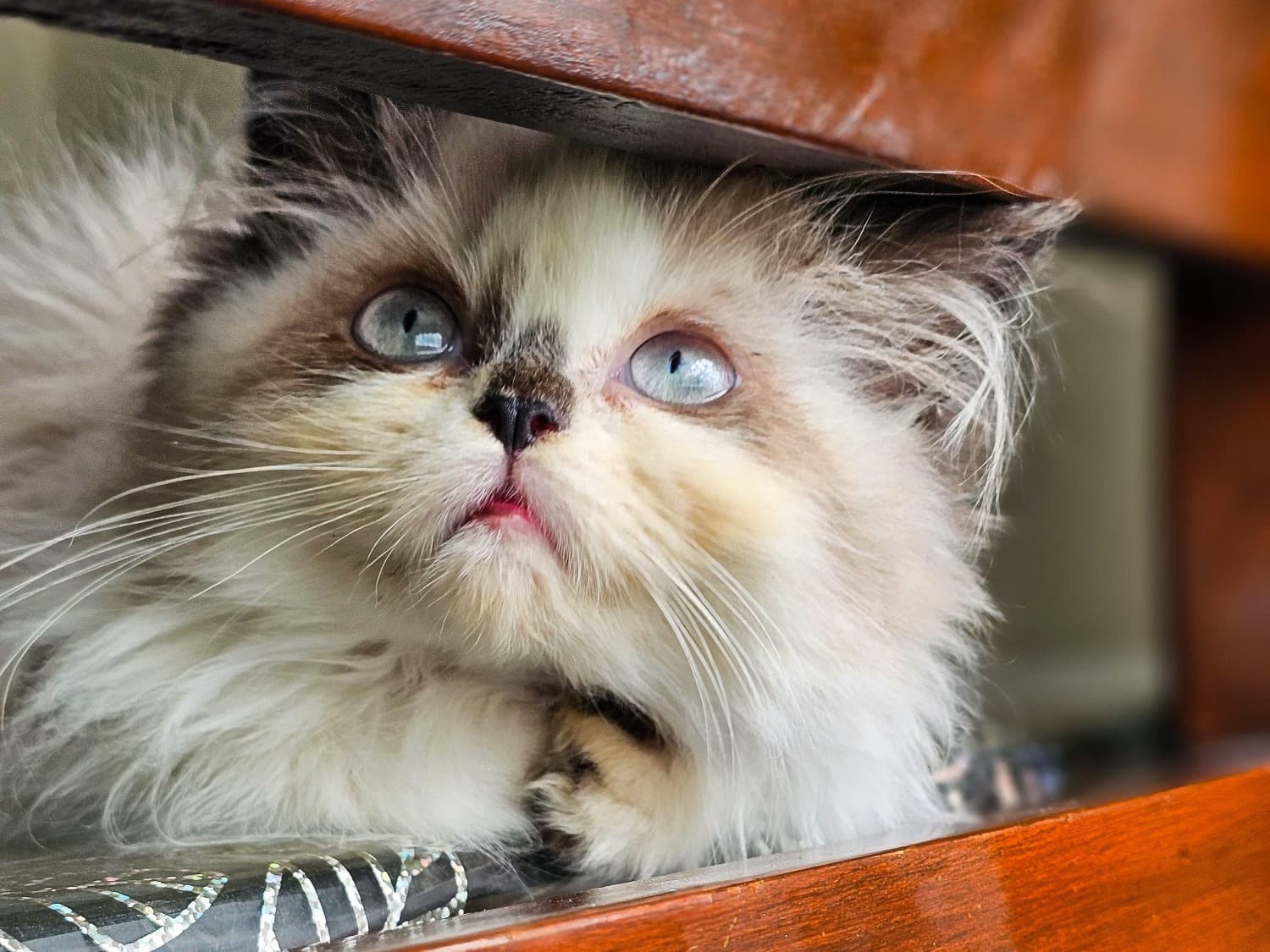 Himalayan 1 year old female named Casper for breeding in Greater Noida, Uttar Pradesh | Petmeetly