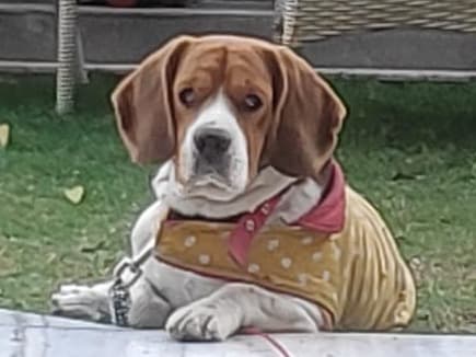 Beagle 6 years old male medium named bruno for breeding in Faridabad, Haryana | Petmeetly