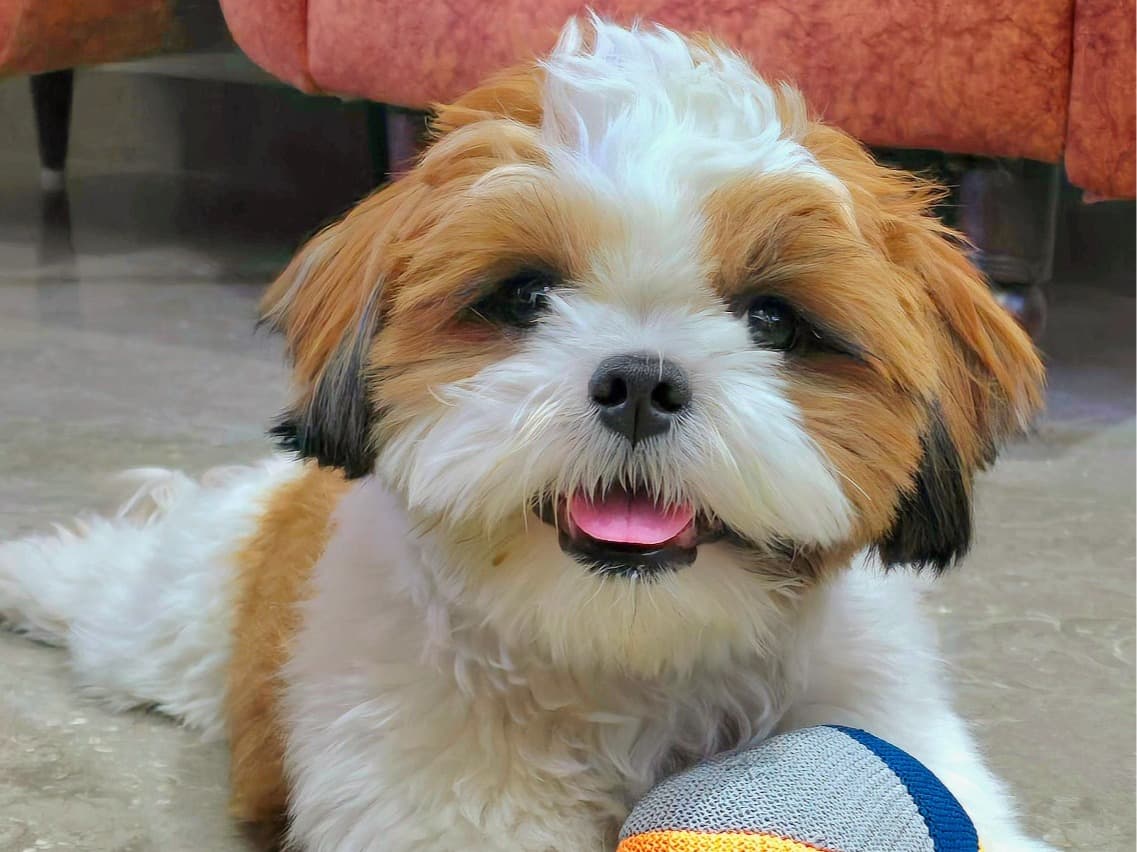 Shih Tzu 2 years old male medium named Gabru for breeding in Vanasthalipuram, Telangana | Petmeetly