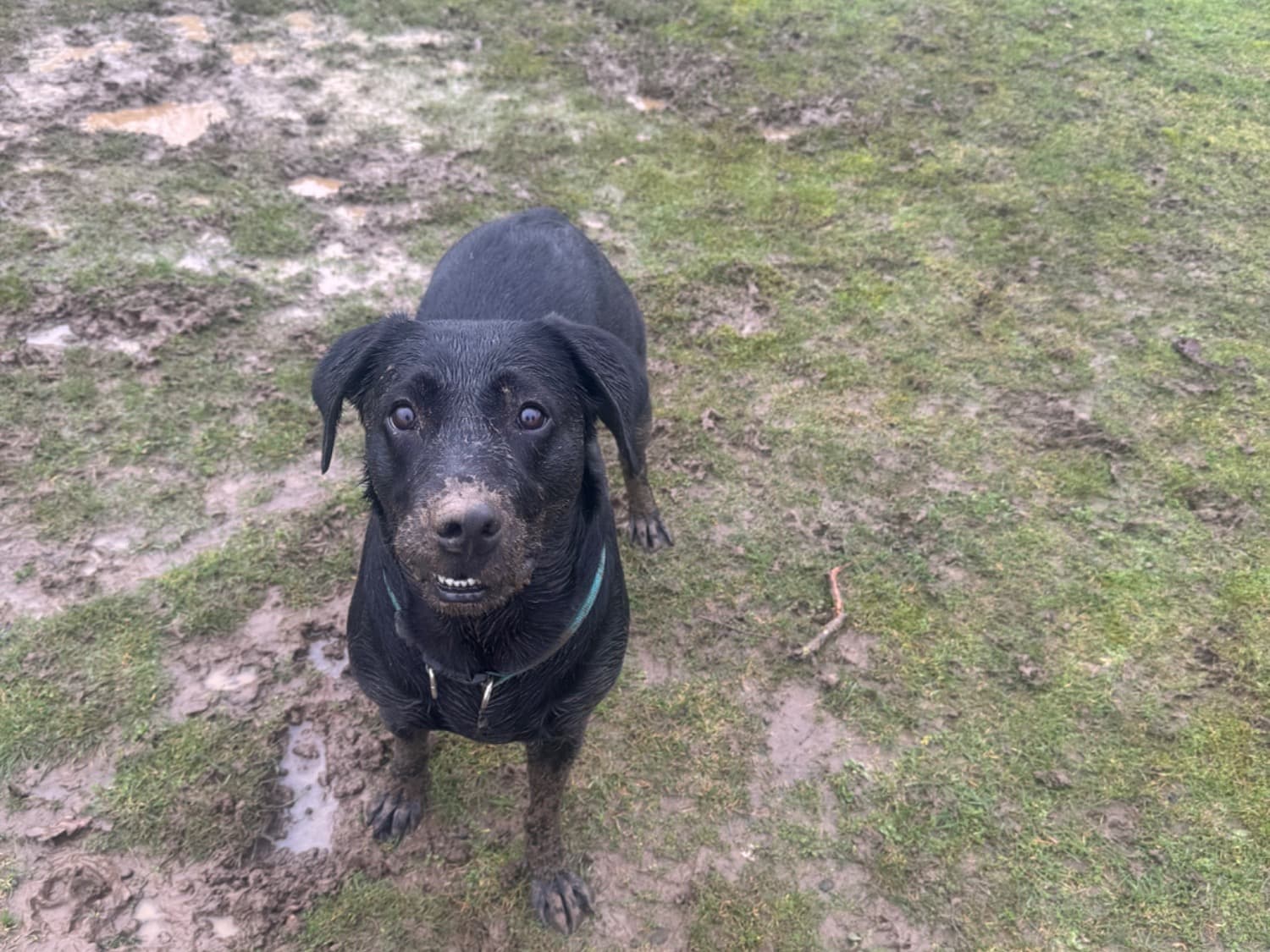 Labrador Retriever 3 years 11 months old female medium named Bella for breeding in Peterborough, England | Petmeetly