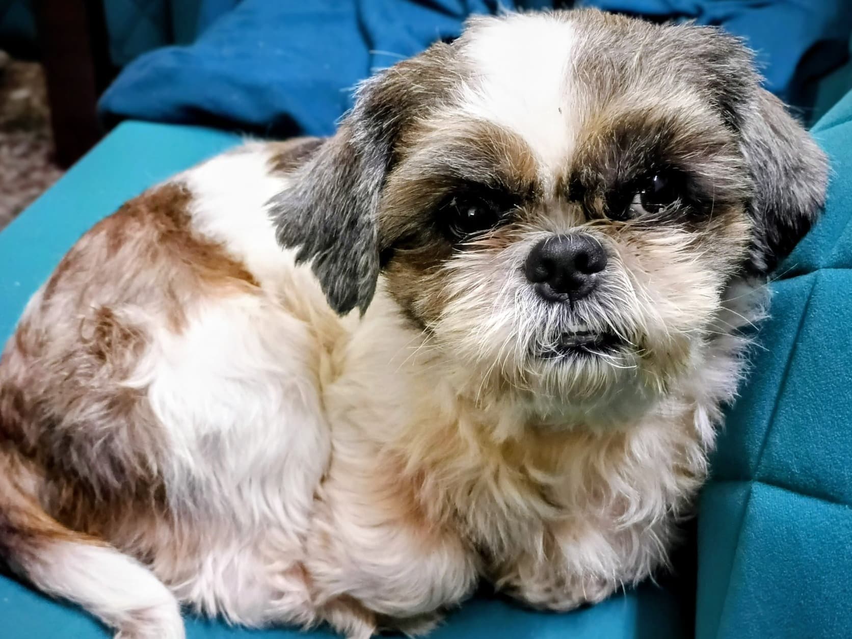 Shih Tzu 6 years old male medium named Max for breeding in Ghaziabad, Uttar Pradesh | Petmeetly