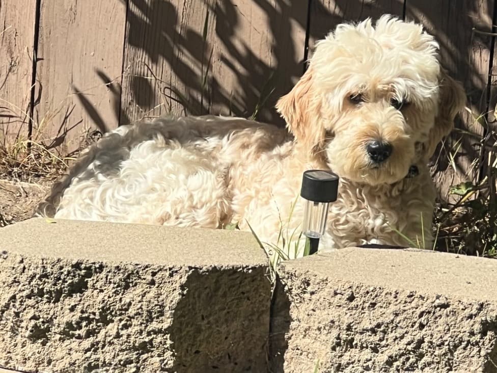 Goldendoodle 2 years 9 months old male medium named Berry for breeding in Chula Vista, California | Petmeetly