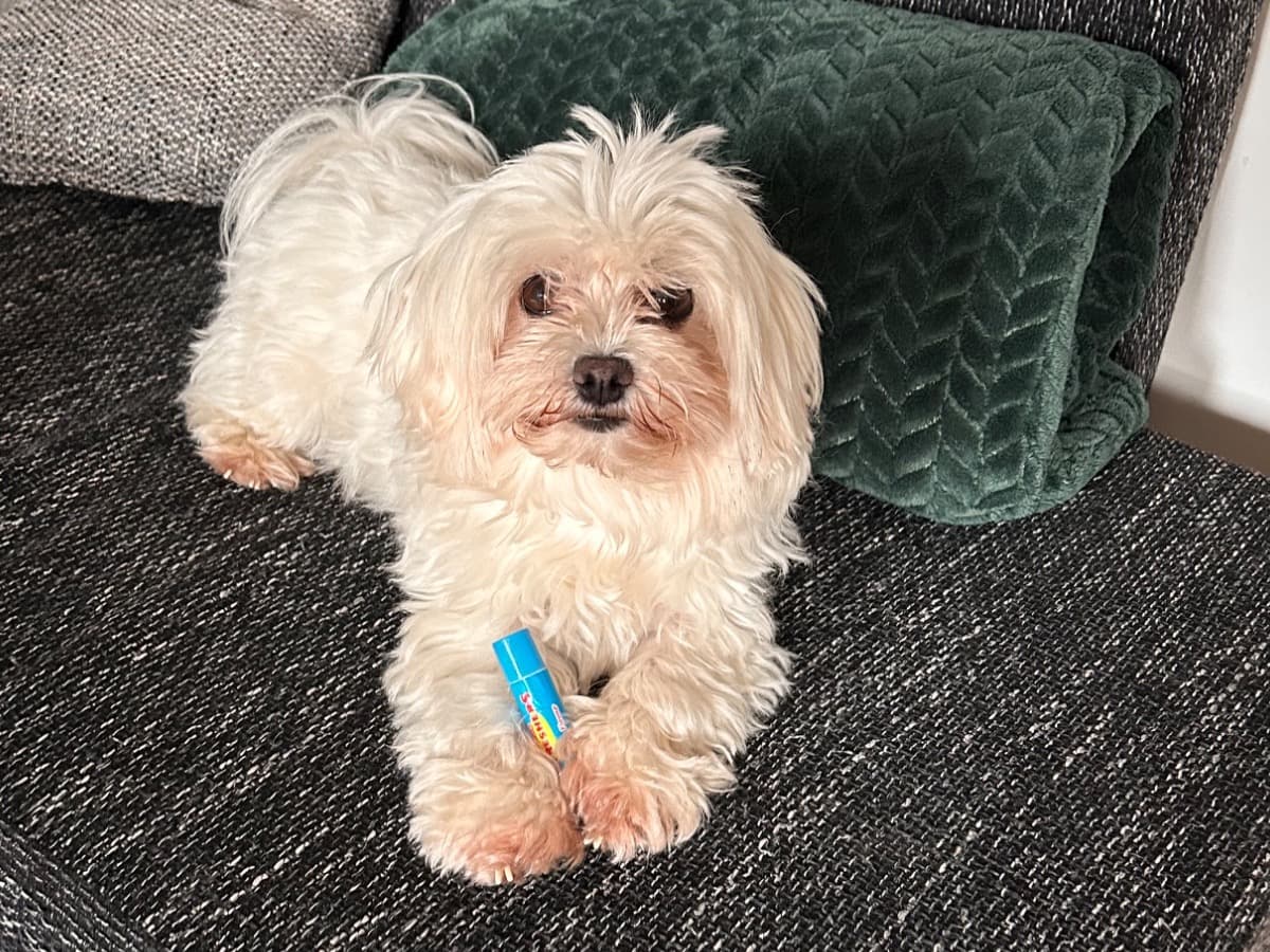 Maltese 3 years 6 months old female small named minnie for breeding in Peasedown Saint John, England | Petmeetly