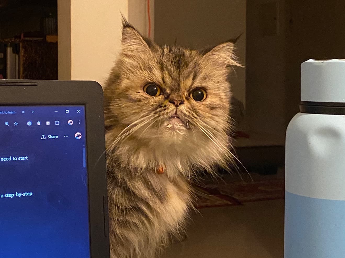 Persian 3 years 1 month old female named kylo for breeding in Kakkanad, Kerala | Petmeetly