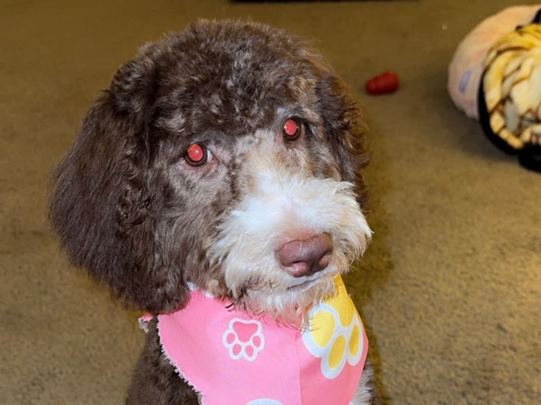 Golden Retriever 1 year old female medium named Luna for breeding in Austin, Texas | Petmeetly