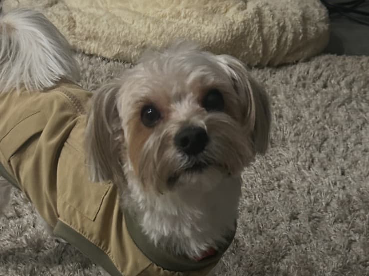 Yorkshire Terrier 6 years 3 months old male medium named Brady for breeding in Allen, Texas | Petmeetly