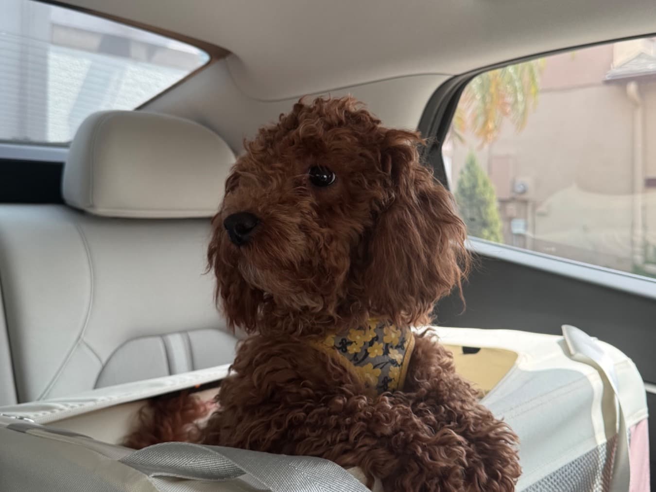 Poodle 1 year 8 months old female small named Sunday for breeding in Palm Coast, Florida | Petmeetly