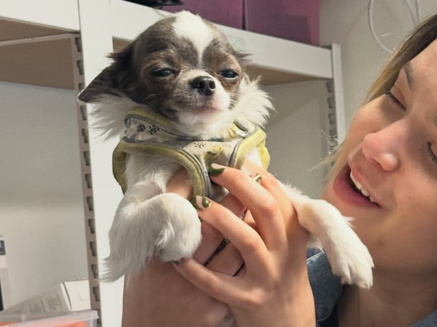 Chihuahua 1 year old male small named Shroom for breeding in Santa Monica, California | Petmeetly