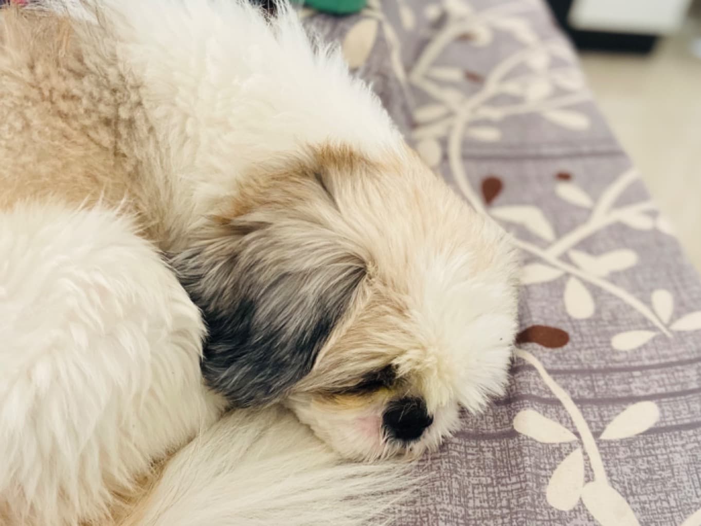 Shih Tzu 2 years old male medium named shizu for breeding in Betegaon, Maharashtra | Petmeetly